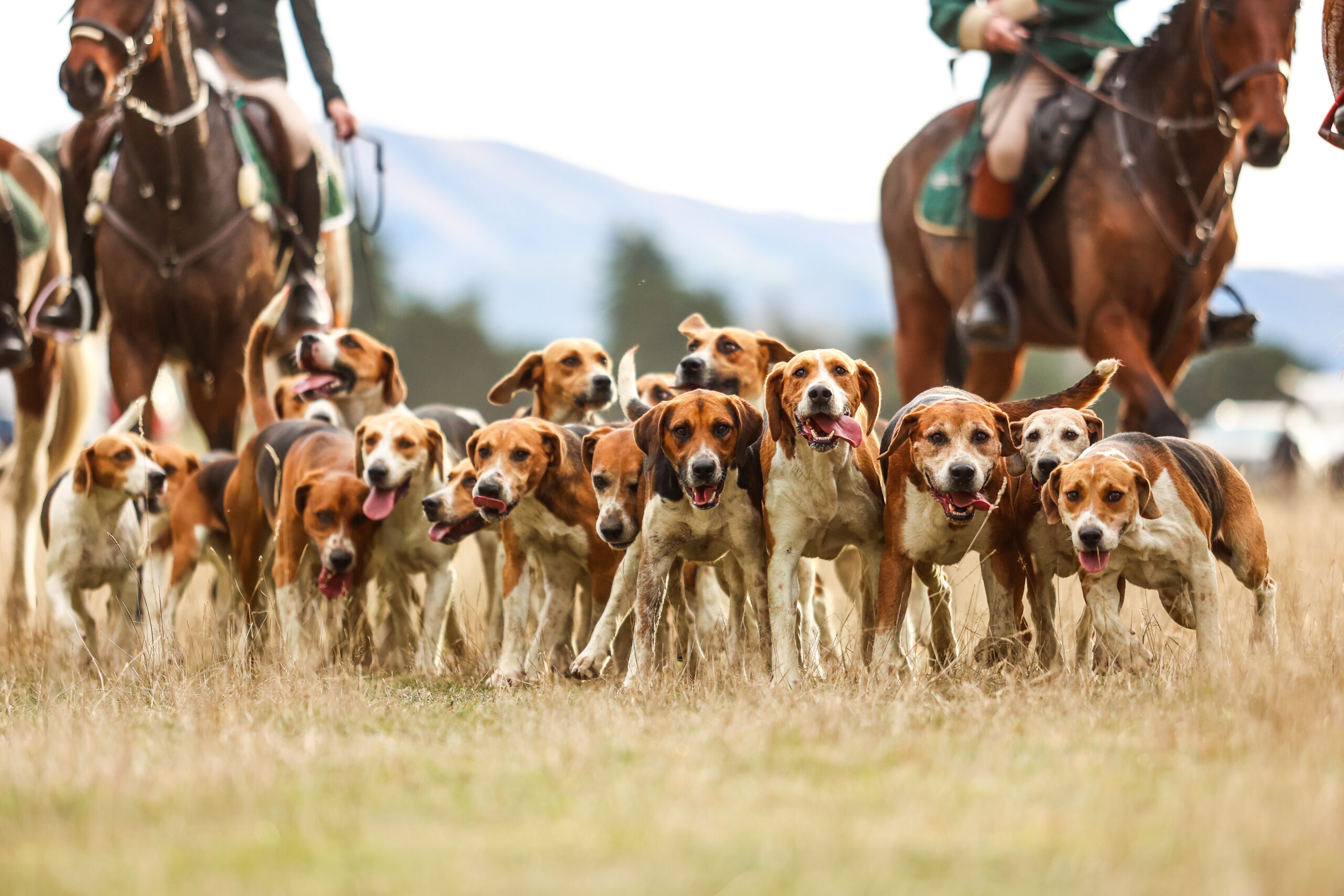 Calendario Venatorio
