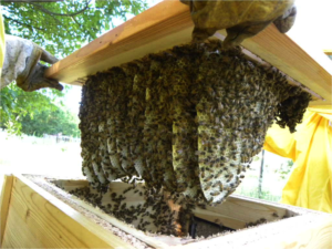 16-17-30 Aprile 2016 – Giornate di apicoltura biodinamica