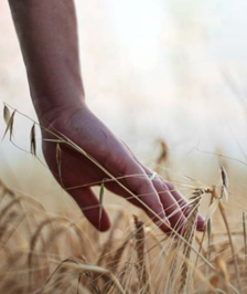 Corso gratuito di Agricoltura Bio in Toscana