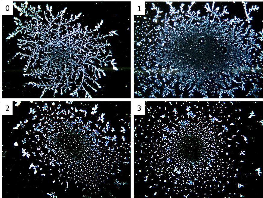 The language of crystalline forms: comparison between organic and conventional products