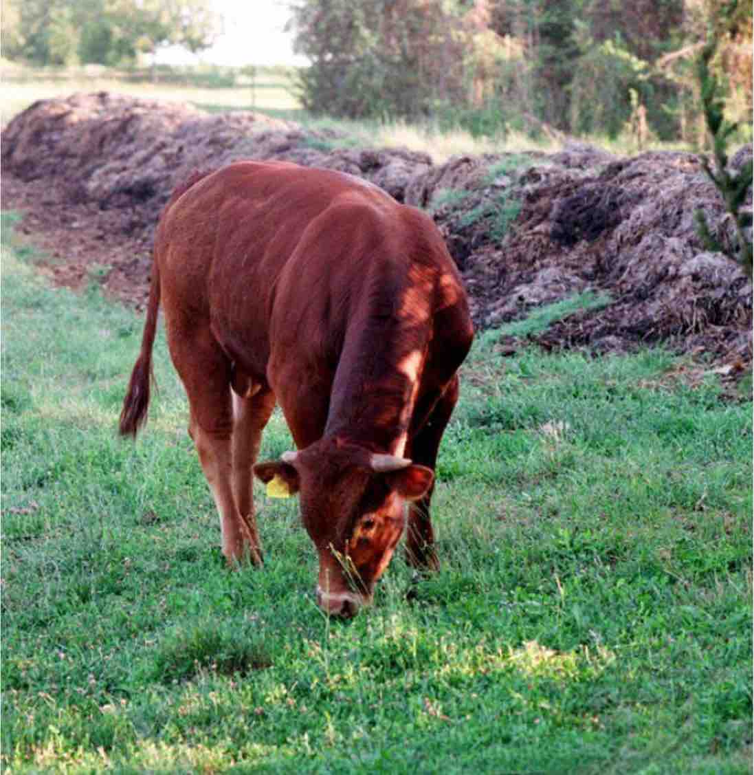 Bioagricoltura come pratica culturale e InnovazioneBio