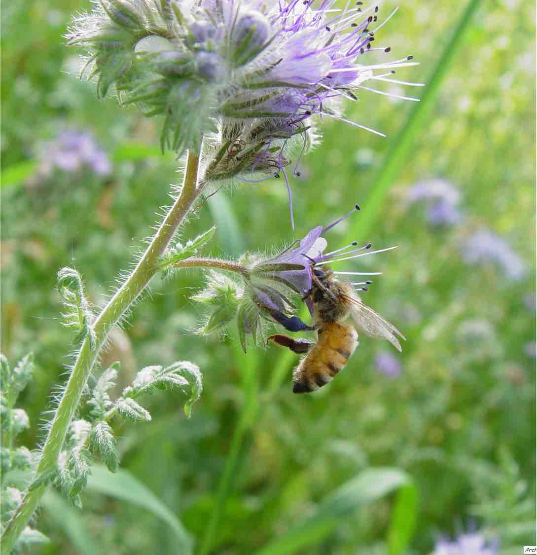 Biodiversità come linguaggio divulgativo e InnovazioneBio